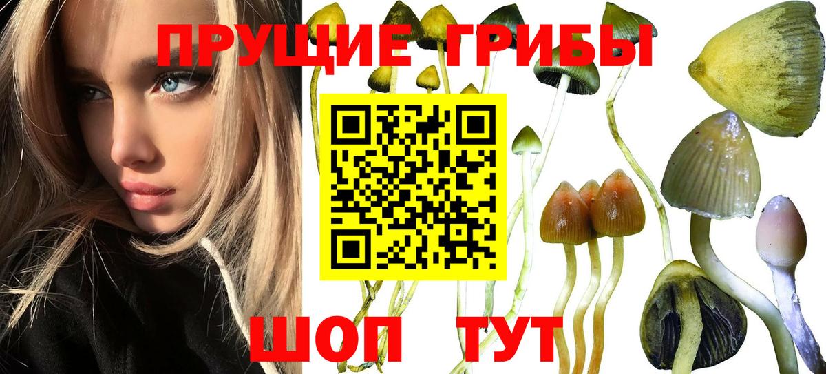 Псилоцибиновые грибы мицелий Саратов